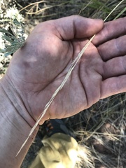 Festuca idahoensis