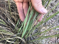 Festuca idahoensis