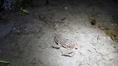 Rana amurensis