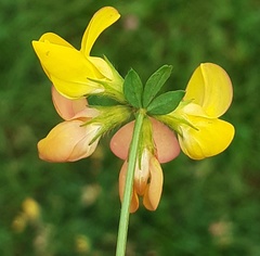 Lotus corniculatus corniculatus