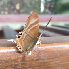 Abisara savitri
