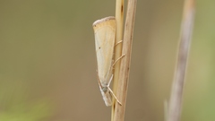Xanthocrambus saxonellus