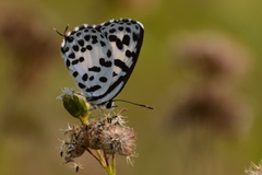 Castalius rosimon