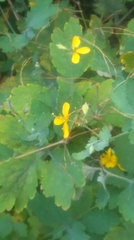 Chelidonium majus