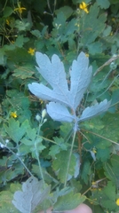 Chelidonium majus