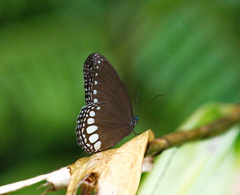 Ethope diademoides