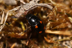 Glischrochilus hortensis