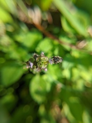 Megachilidae