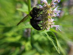 Xylocopa virginica