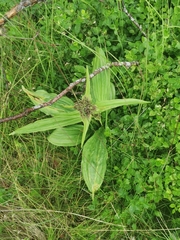 Gentiana lutea