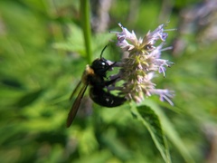 Xylocopa virginica