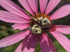 Bombus griseocollis