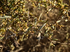 Suaeda divaricata