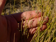 Baccharis spartioides
