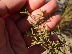 Suaeda divaricata