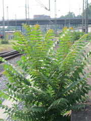 Ailanthus altissima