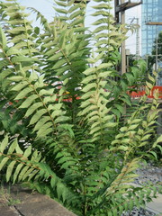 Ailanthus altissima
