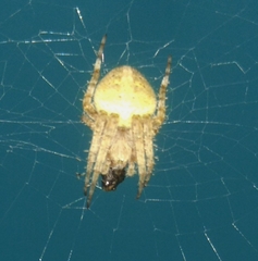 Neoscona crucifera