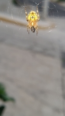 Neoscona crucifera