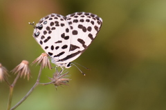 Castalius rosimon