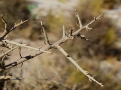 Cyclolepis genistoides