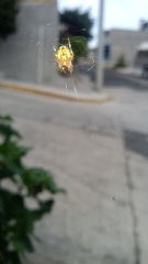 Neoscona crucifera