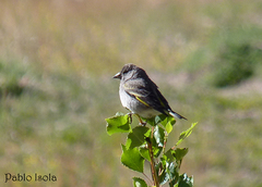 Spinus crassirostris