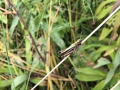 Omocestus