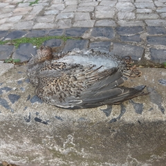 Patagioenas picazuro