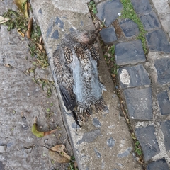 Patagioenas picazuro