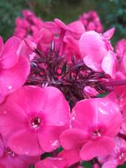 Phlox paniculata