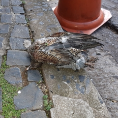 Patagioenas picazuro