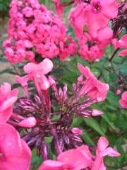 Phlox paniculata