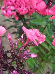 Phlox paniculata