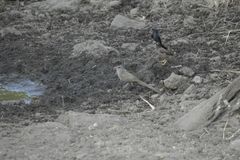 Taccocua leschenaultii