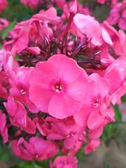 Phlox paniculata