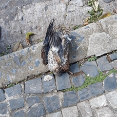 Patagioenas picazuro