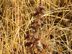 Xanthium cavanillesii