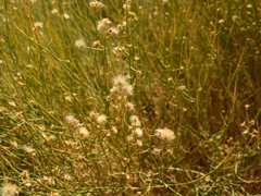 Baccharis spartioides