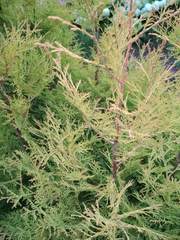 Cupressaceae