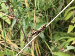 Omocestus