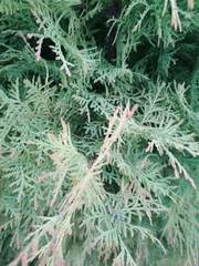 Cupressaceae