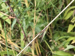 Omocestus