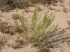 Senecio subulatus erectus