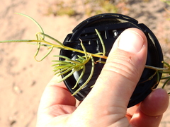Senecio subulatus erectus