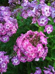 Phlox paniculata