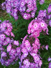 Phlox paniculata
