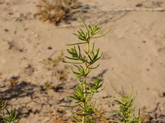 Senecio subulatus erectus