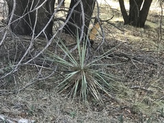 Yucca schottii