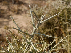 Cyclolepis genistoides